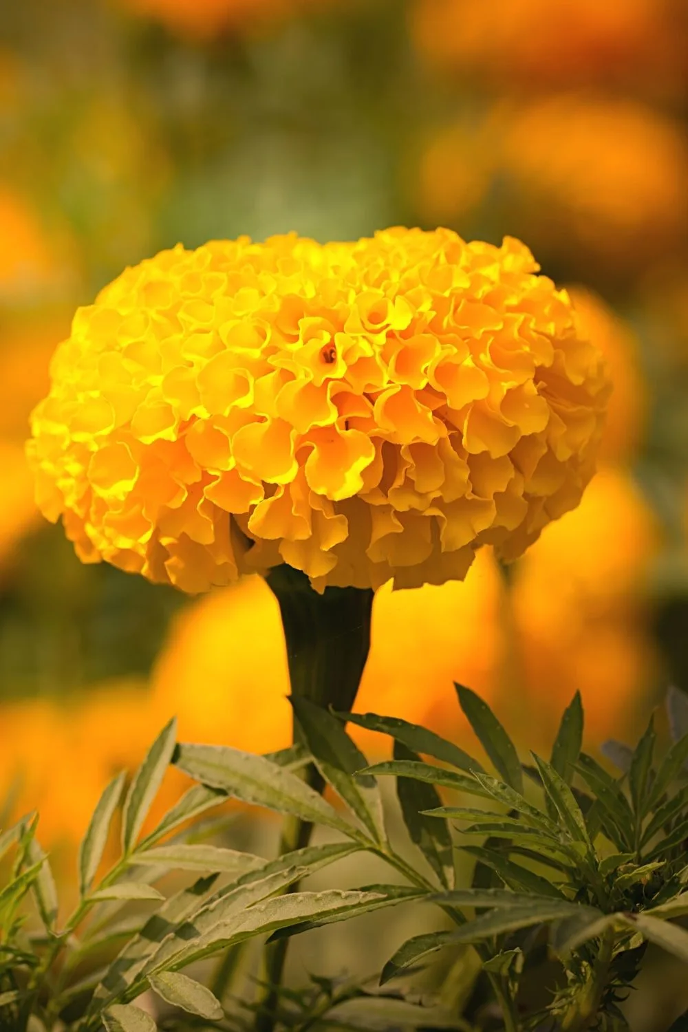 Marigold, known for its dark-green foliage and reddish stem, is another stunning plant you can grow on your south-facing balcony