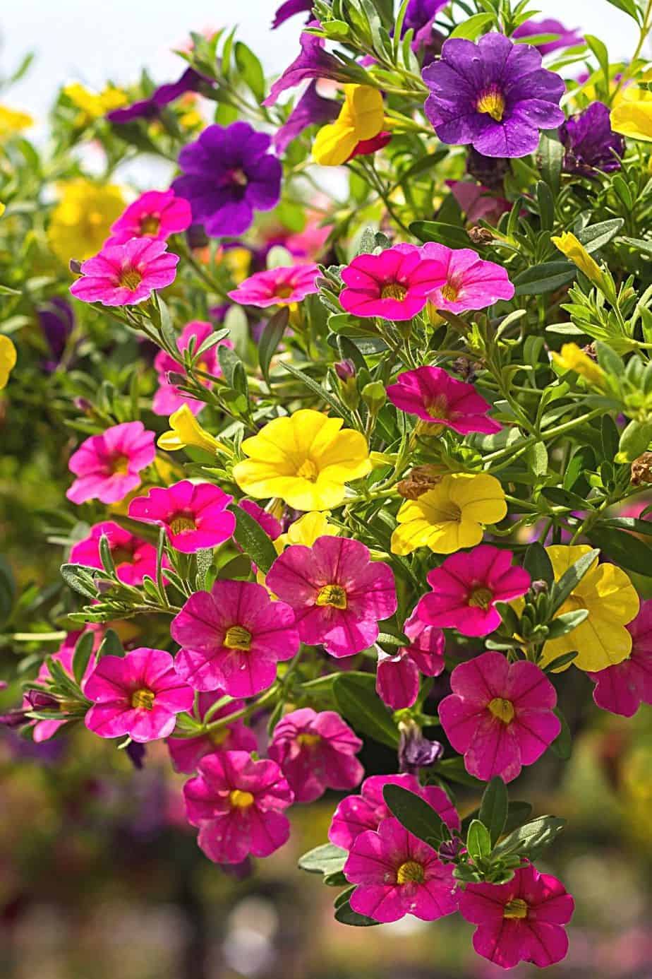Million Bells, with its famous colorful flowers and foliage, are a great addition to your southeast-facing garden