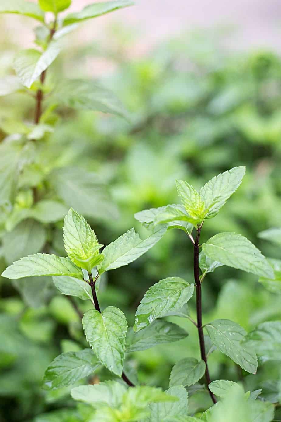 Mint is another herb that you can grow in shady areas like the north-facing balcony