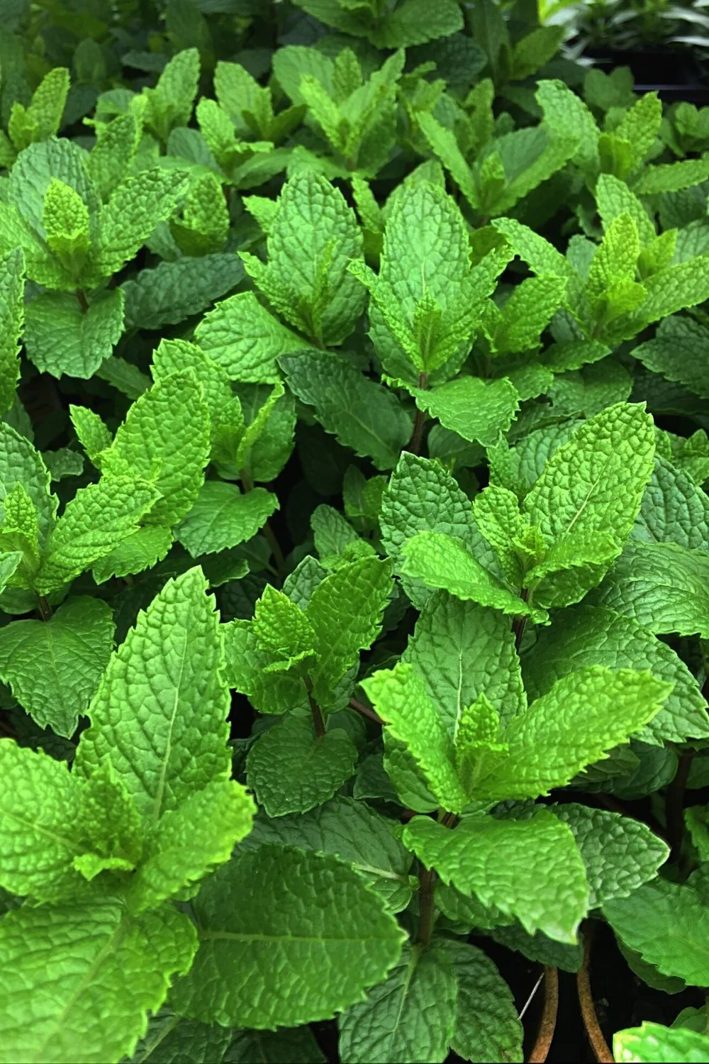 Whichever of the two Mint varieties you want to have, you can easily grow this herb on a south-facing balcony