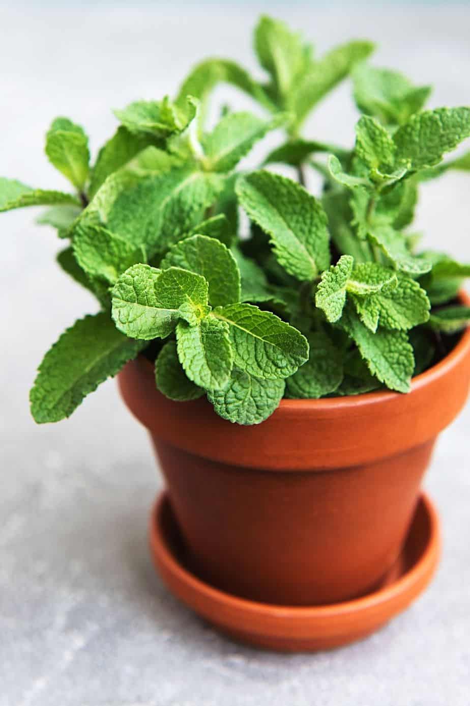 Mint is another perennial herb you can add to your east-facing balcony collection