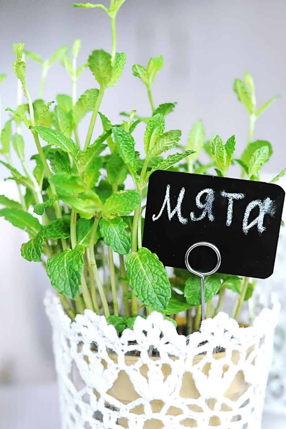 Mint is an herb that you can easily grow on your west-facing balcony