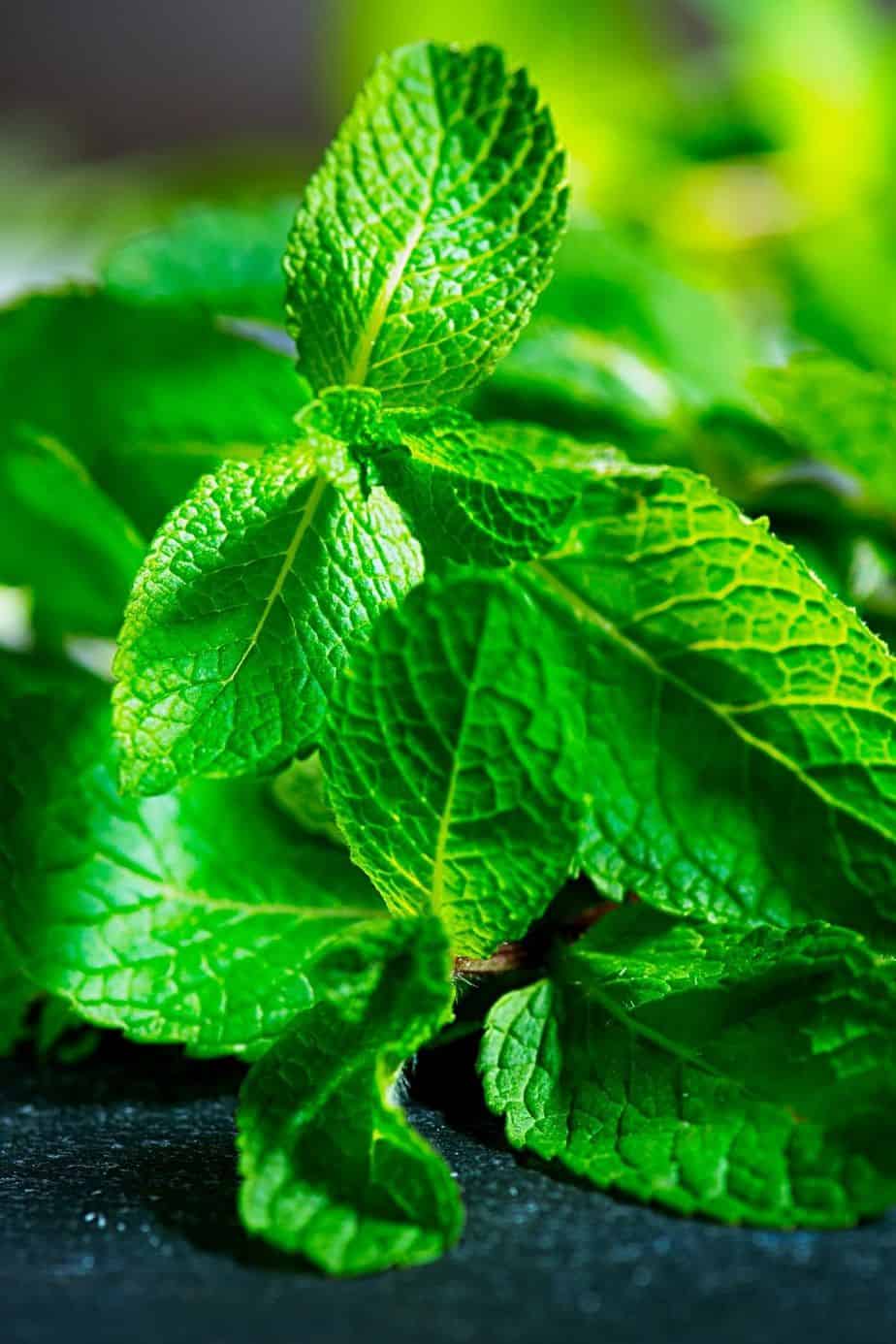 Mint is one of the easiest vegetables that you can grow on raised beds