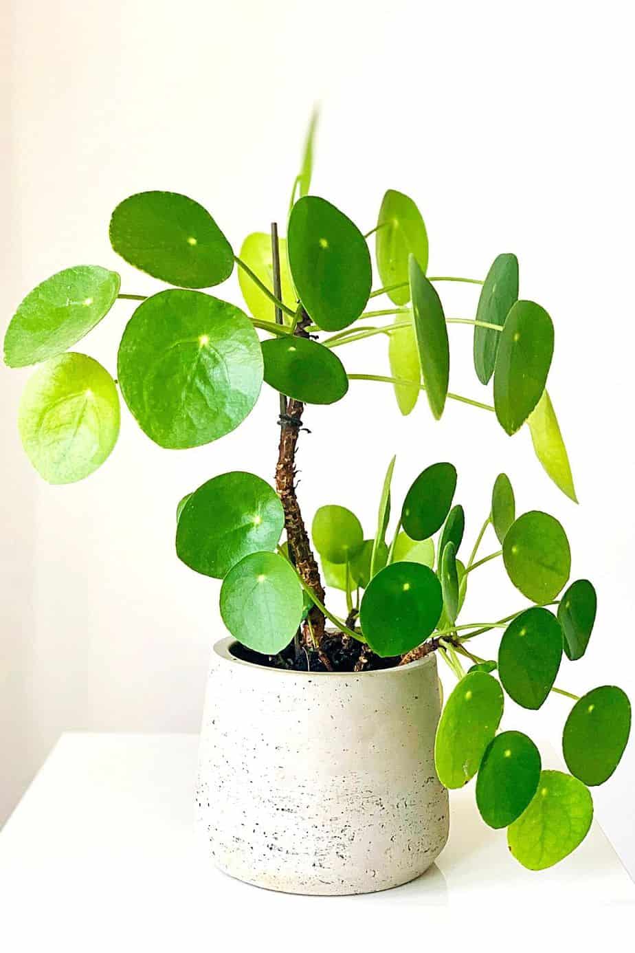 If you're raring to grow a plant that signifies friendship and good luck, grow the Money Plant by your southeast-facing window 