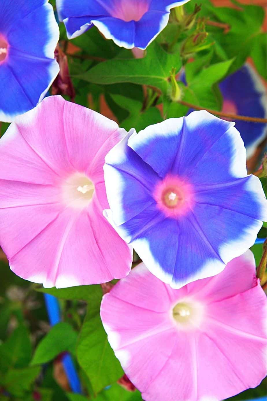 Morning Glory is another colorful flower with trumpet-shaped blooms that you can grow on your west-facing balcony