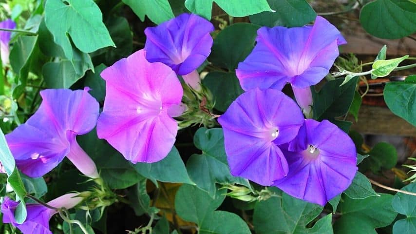 Morning Glory, with its beautiful blue, heart-shaped flowers, is a great plant to cover your fence lines