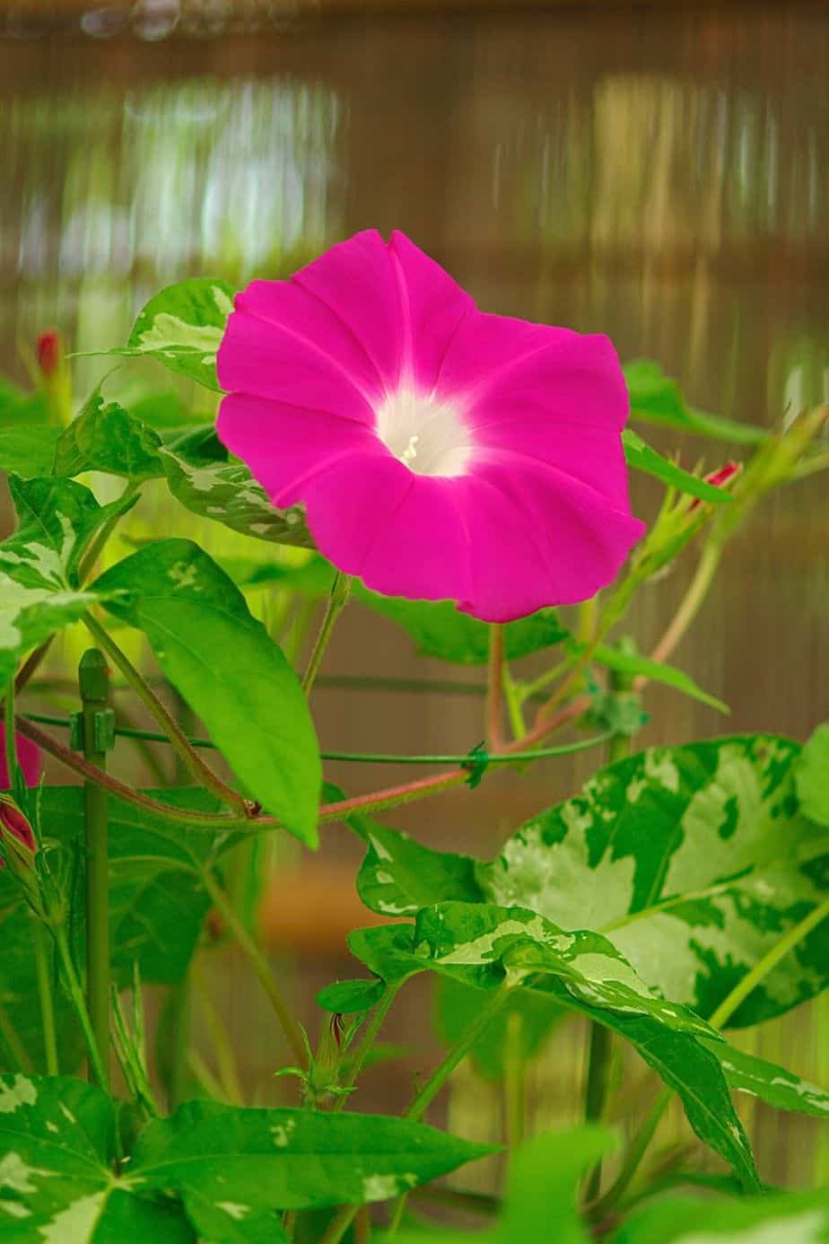 Morning Glory is a gorgeous flower you can grow in a pot from early summer to early winter on an east-facing balcony