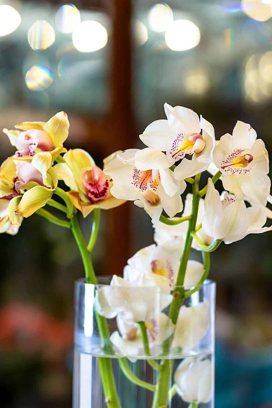 Moth Orchid is a great beauty to add to your northwest-facing window 
