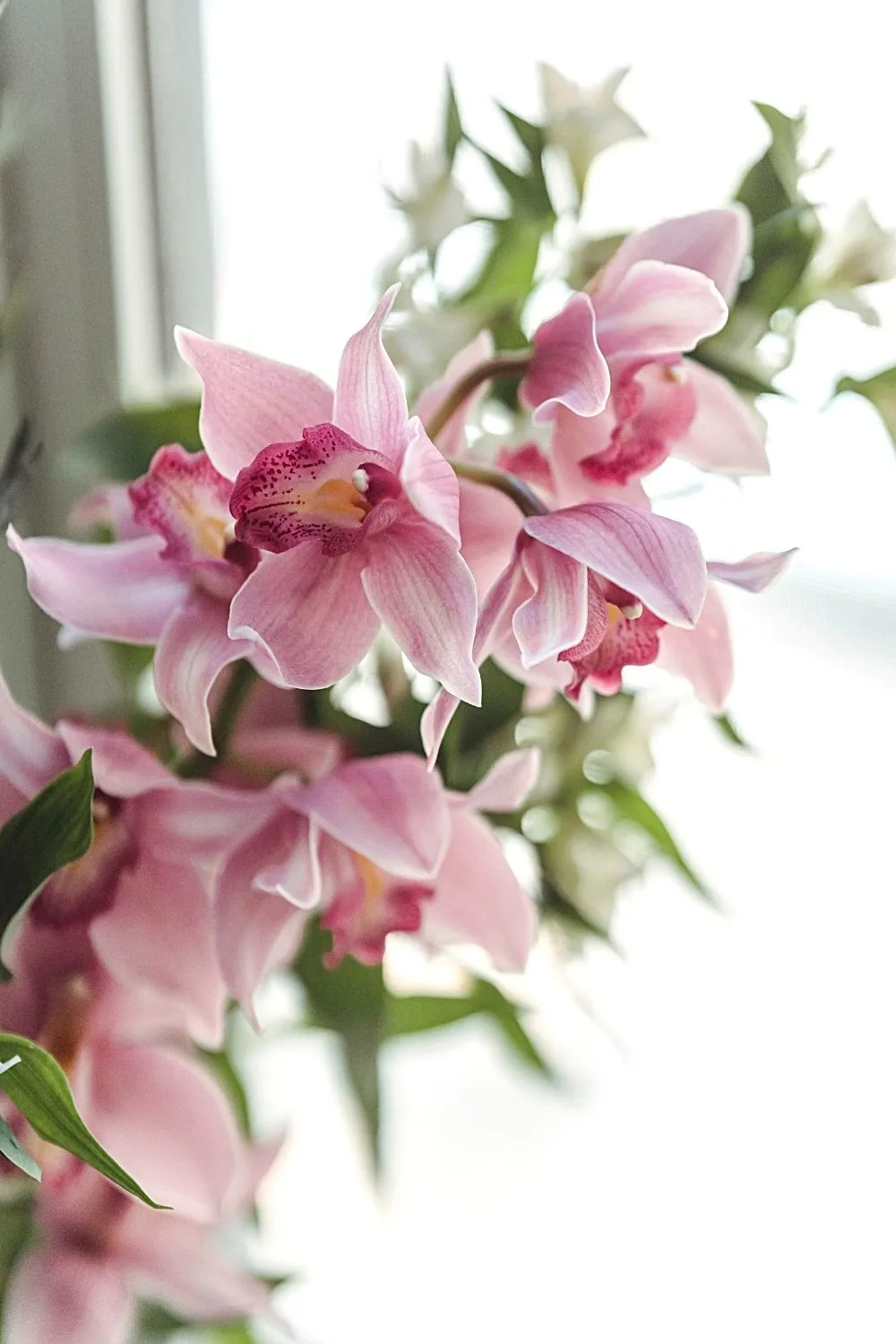 Moth orchid, which gets its name from the shape of its blooms, is another stunning plant to grow by your northeast-facing window