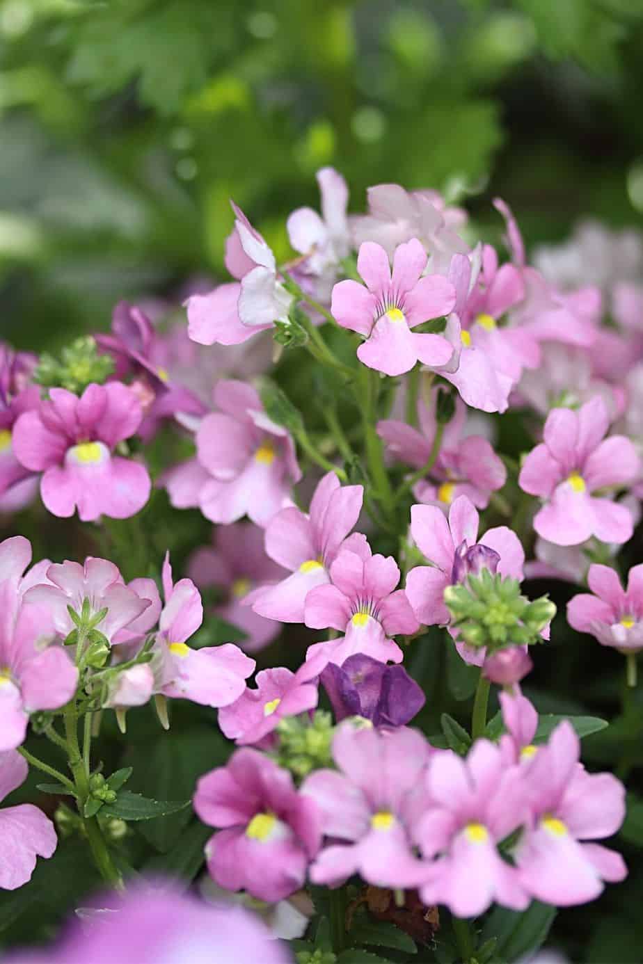 Nemesia is a short-lived perennial plant that you can grow easily on your east facing balcony
