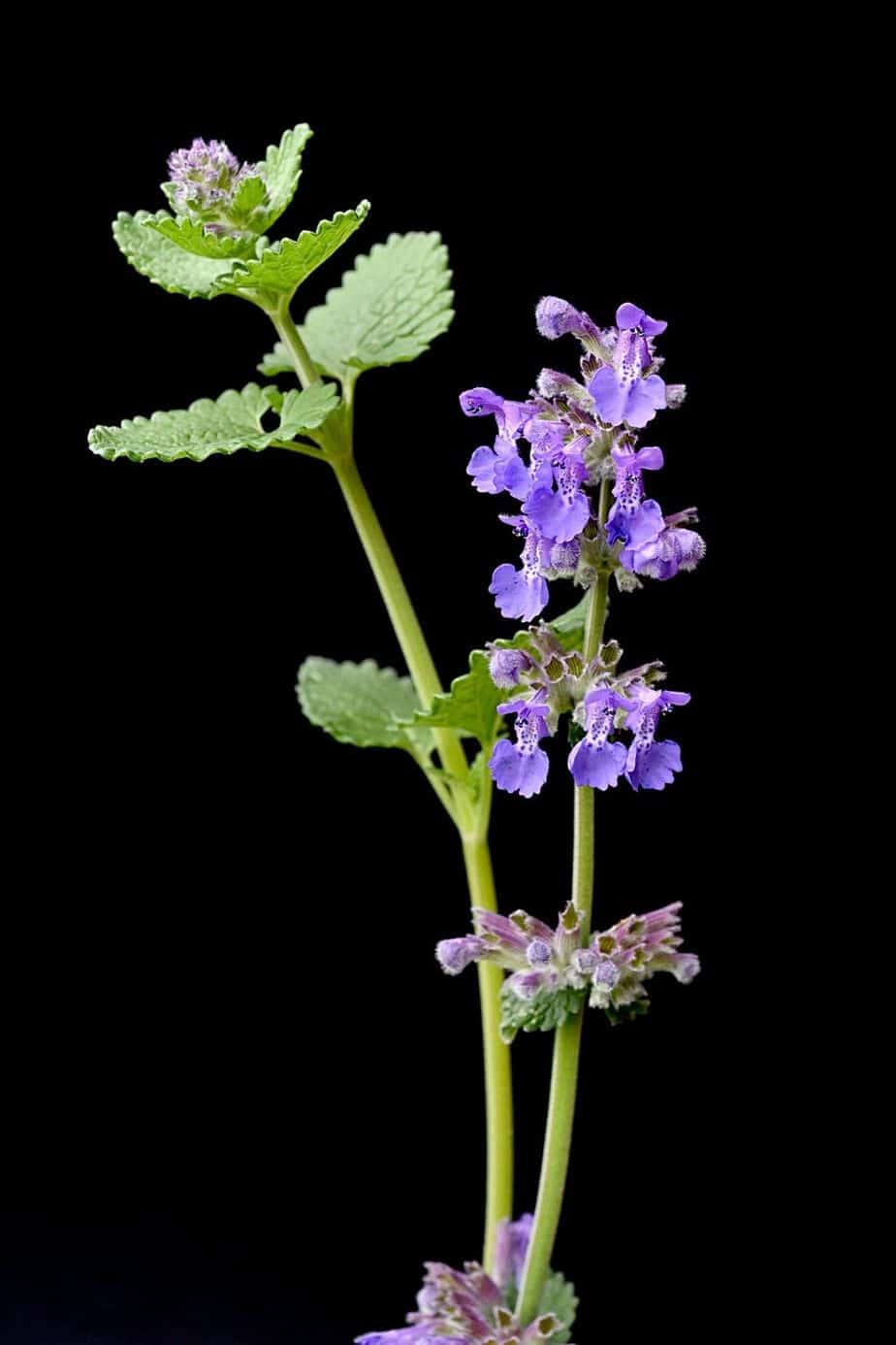 Aka Catmint, Nepeta can attract butterflies and bees to your south-facing balcony once they're fully grown