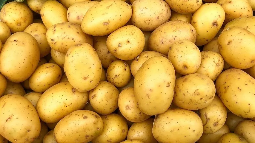 New Potatoes are bite-sized variety of potato that you can grow during spring