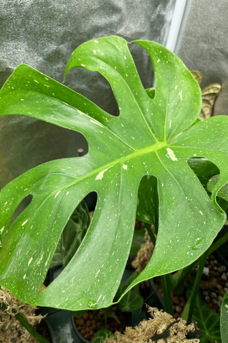 Results: New leaf on the Monstera Thai Constellation since using the BESTVA BAT W400 Dimmable LED Grow Light
