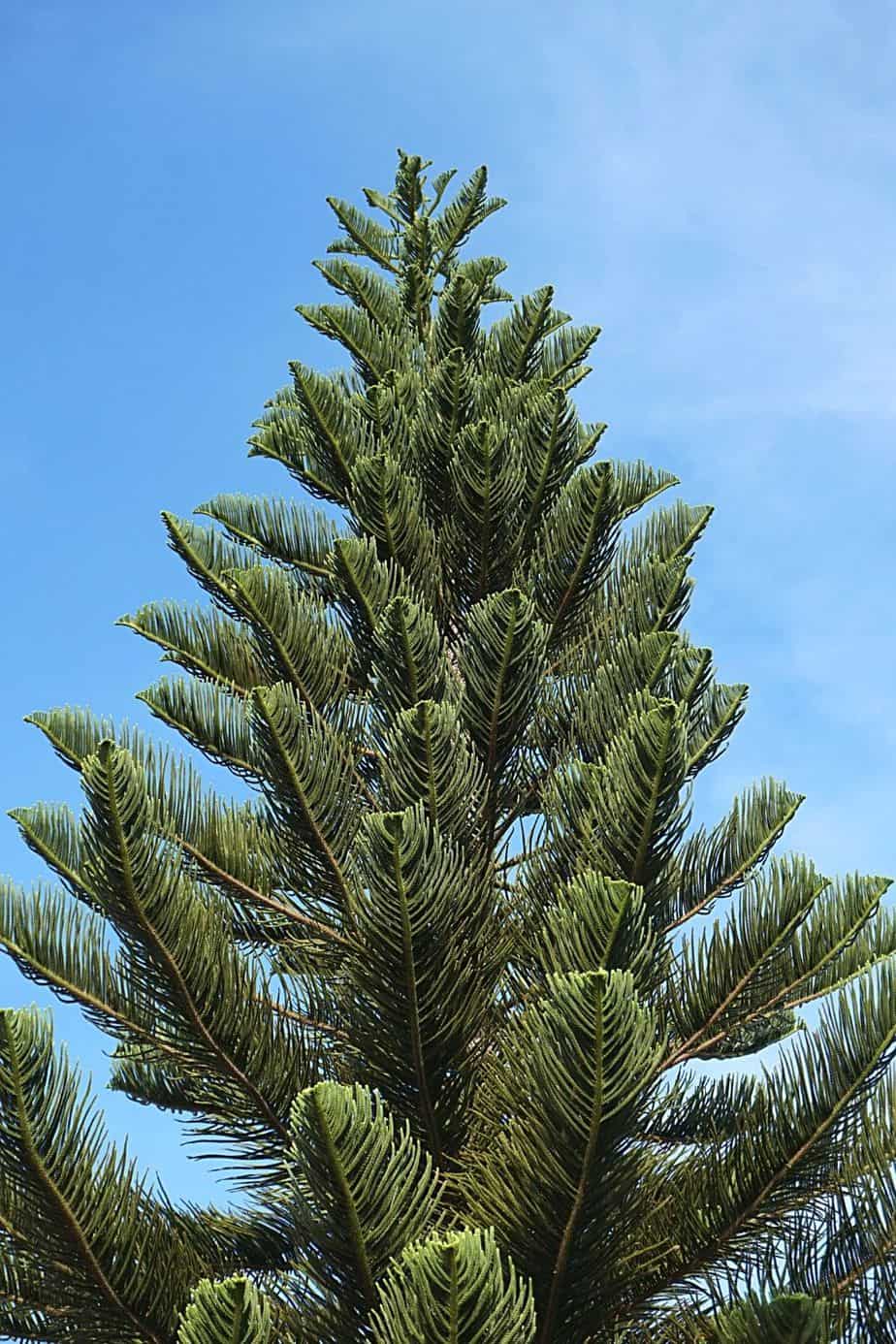 Norfolk Island Pine, though is a Holiday tree inside, is another great plant to grow for privacy