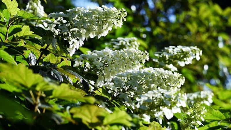 Oakleaf Hydrangea (Hydrangea quercifolia) is another stunning plant you can grow in Florida for its pyramid-shaped flowers
