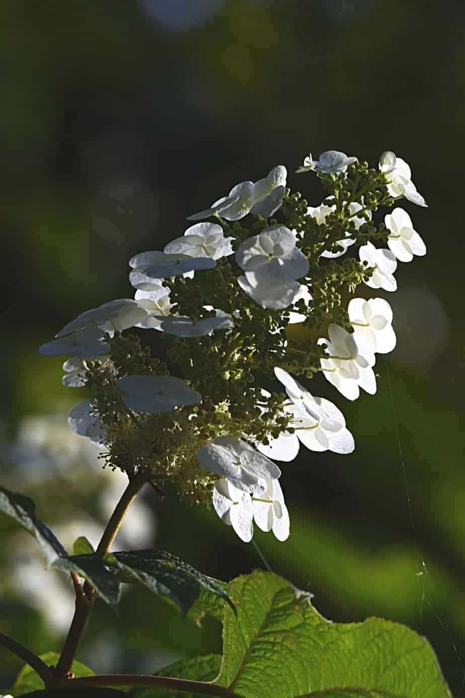 Oakleaf Hydrangea, aka Queen of the Shade, is another stunning plant you can grow on the east-facing side of the house
