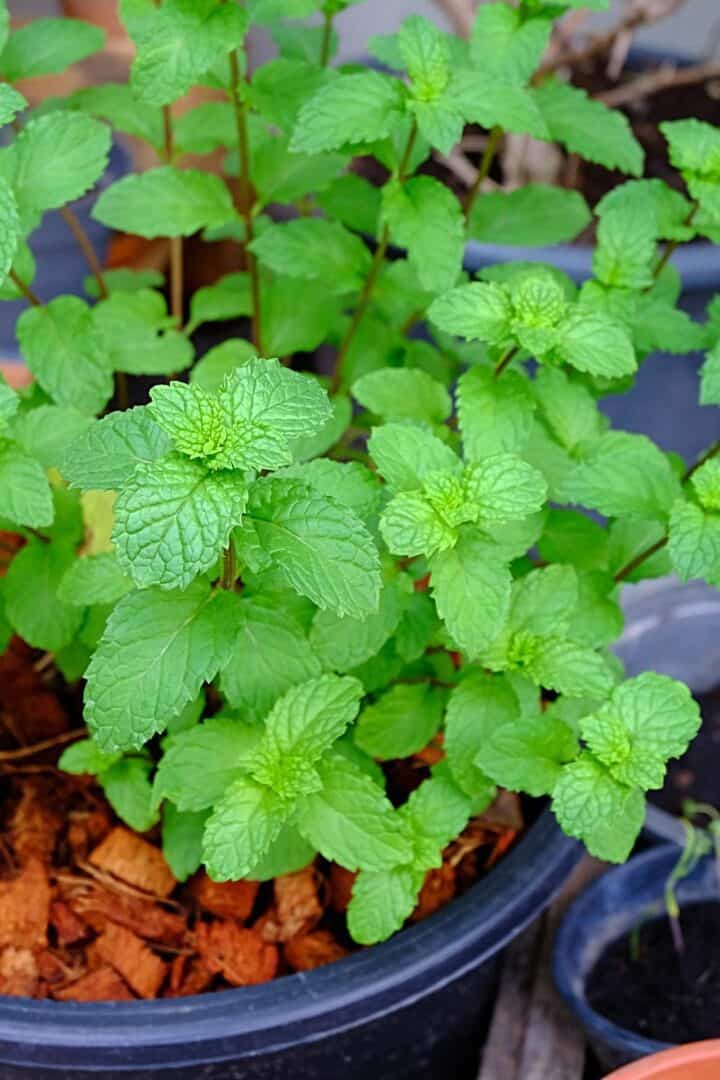 5 Reasons for Black Spots on Mint Leaves - A Shocking Truth