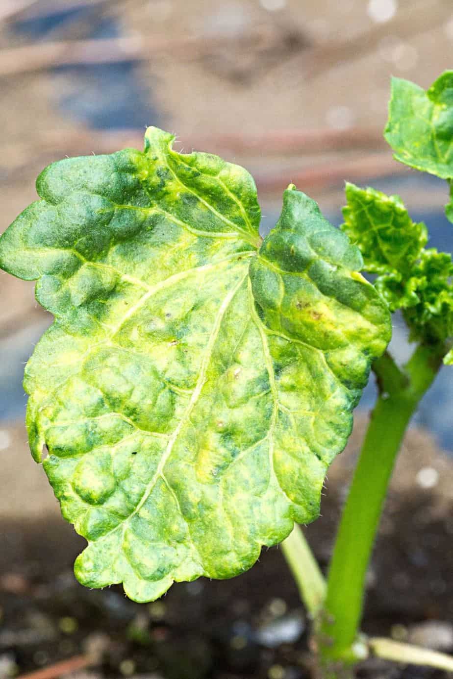 One sign that your plant is infested with root aphids is the leaves turning to a yellow color