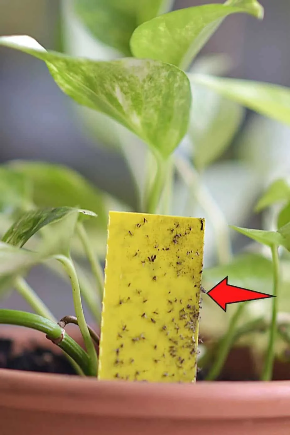 One way to keep the thrips population under control is to place blue or yellow sticky traps near your plants