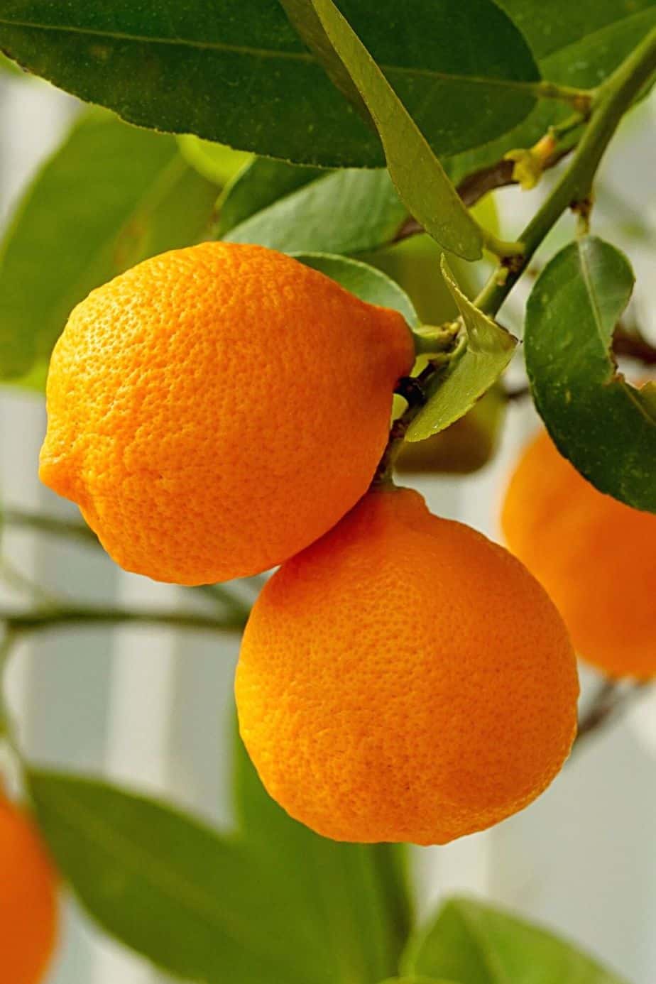 Oranges are one of the citrus plants that you can grow on your south-facing balcony