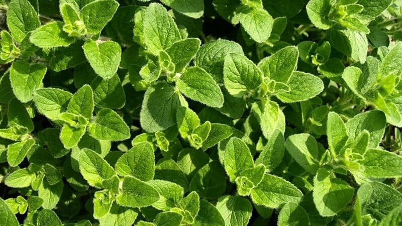 Oregano is one of the best plants to grow in hydroponics as it doesn't require too much maintenance to thrive in it