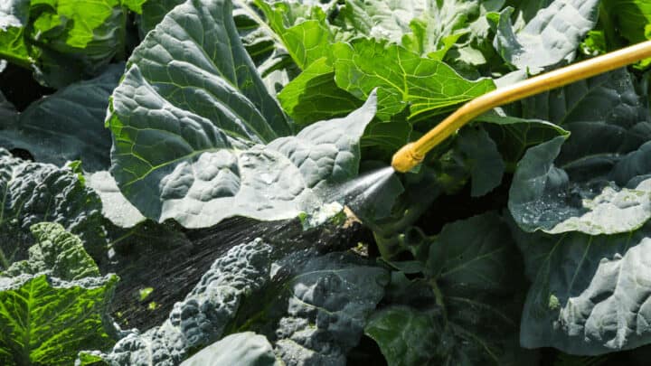10 Best Organic Pesticides for Vegetables [2022]