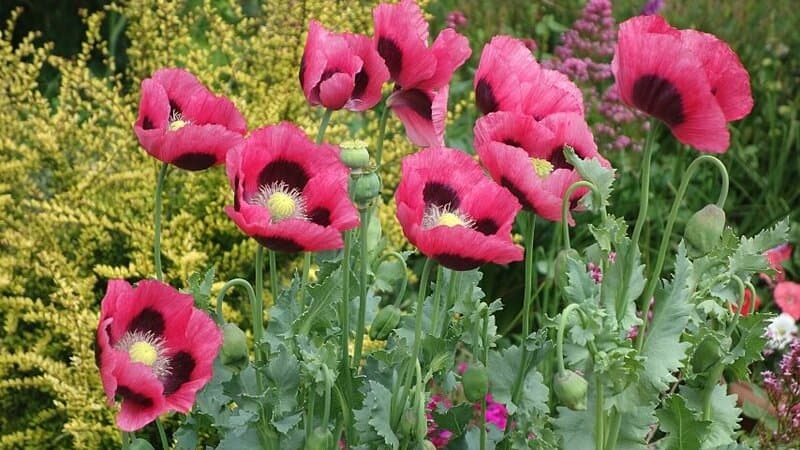 The nectar and the fragrance of the Oriental Poppy are two reasons why bees love to visit it