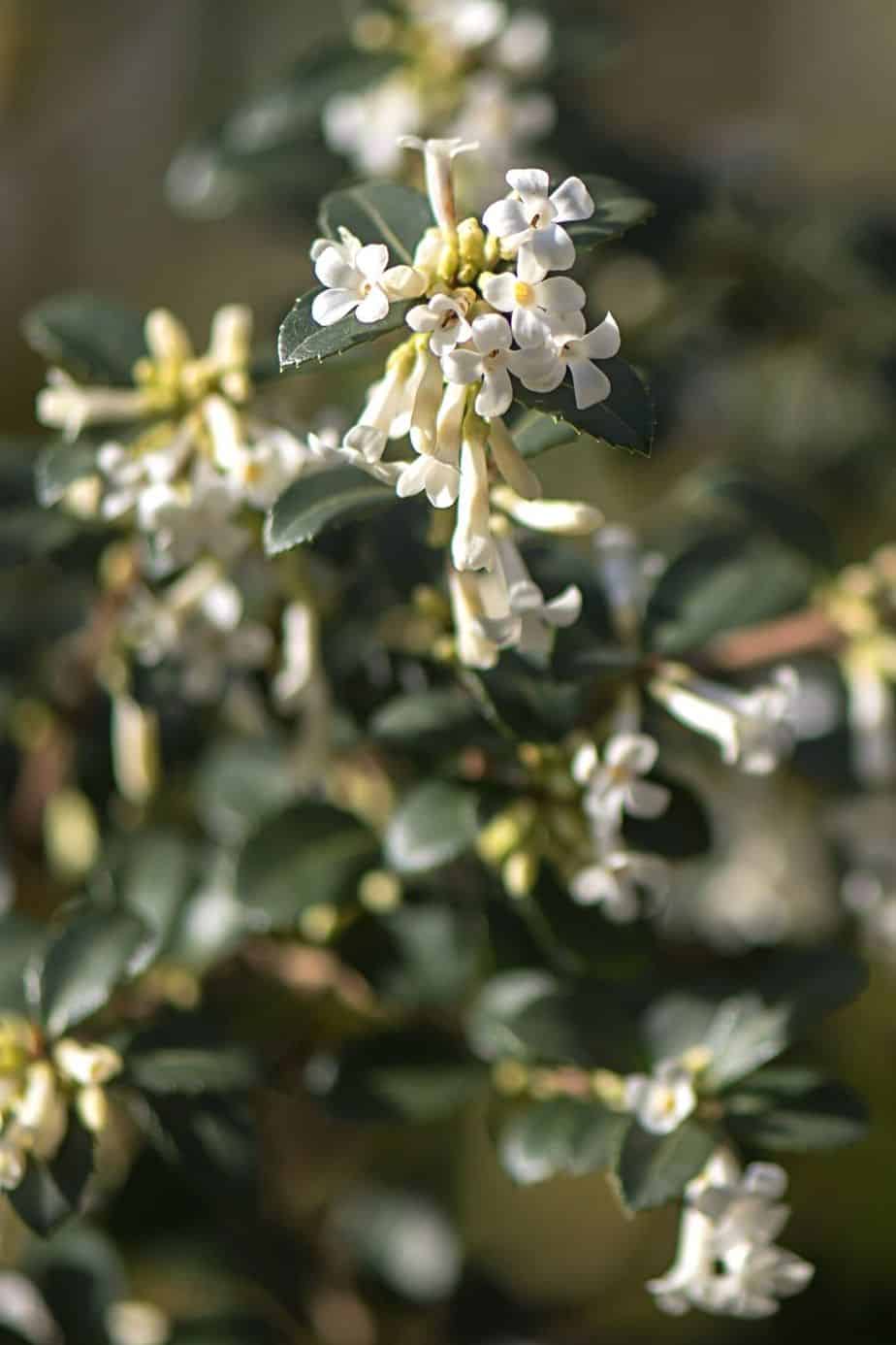 Osmanthus Delavayi thrives in minimal sunlight during the daytime in the north-facing side of the house