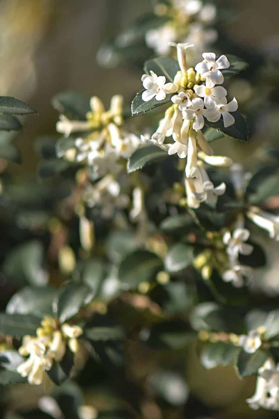 Even if Osmanthus delavayi receives only a few hours of sunlight in a northwest-facing garden, this plant will still thrive