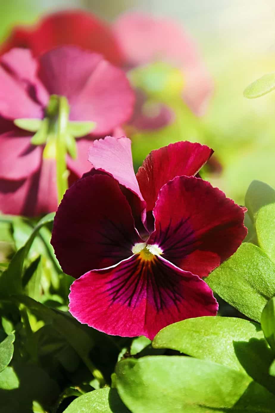 Pansies are cool weather outdoor plants that you can grow in your northeast-facing garden