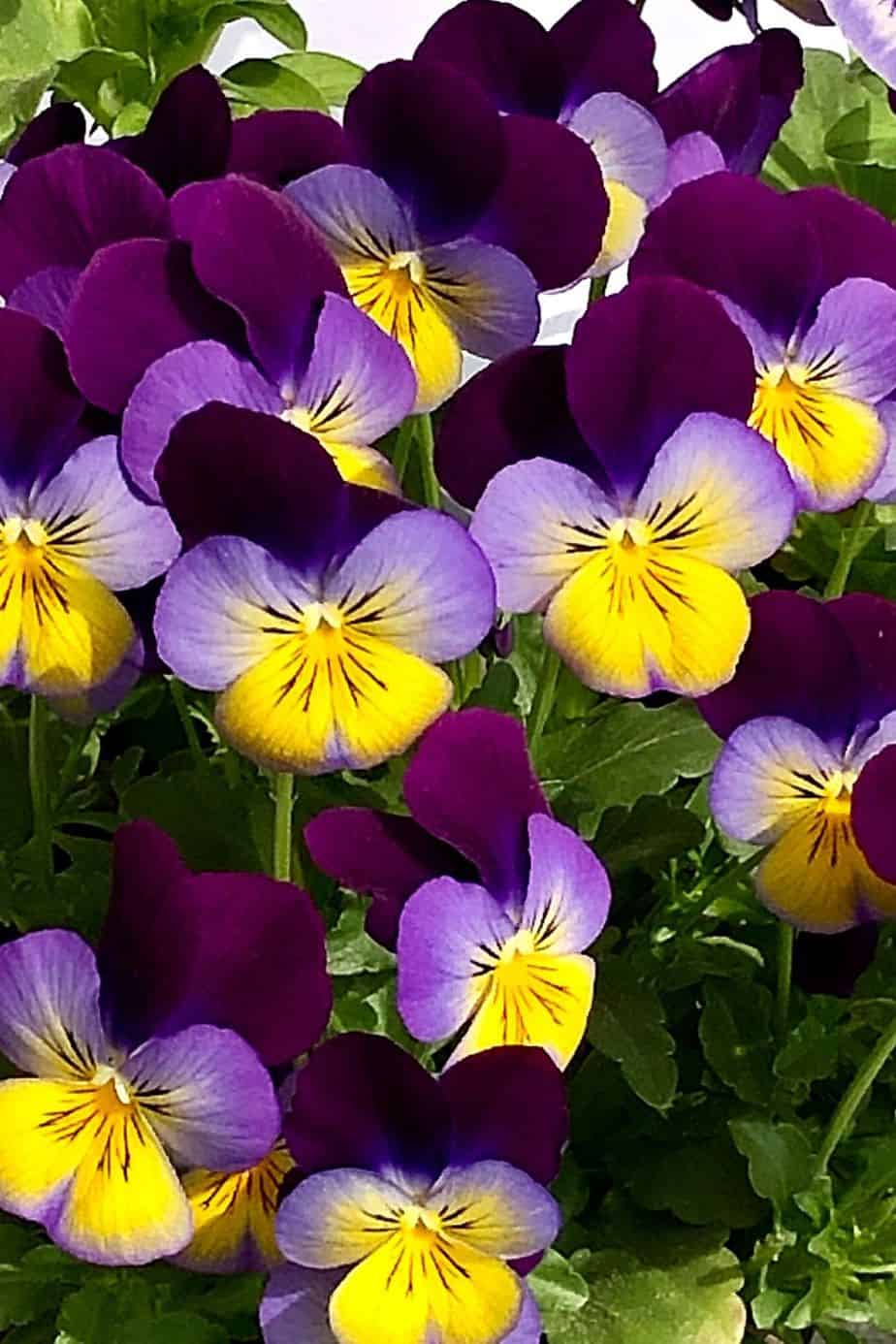 Whether you grow Pansy in a pot, as a border plant, or in the garden, it will thrive in the east-facing side of the house