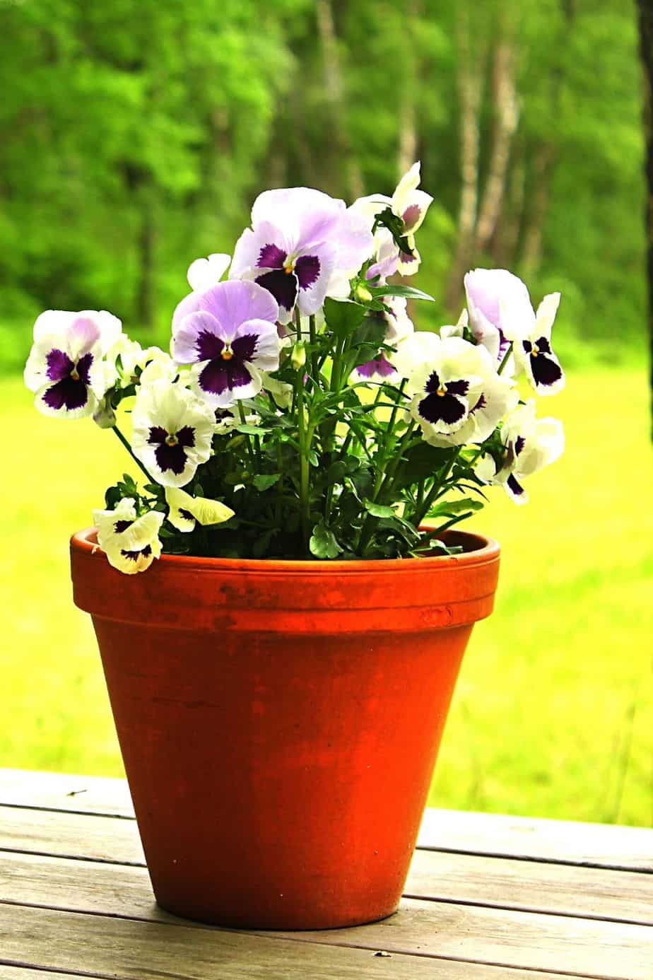 Commonly grown in gardens, Pansy can also be grown in pots on an east facing balcony