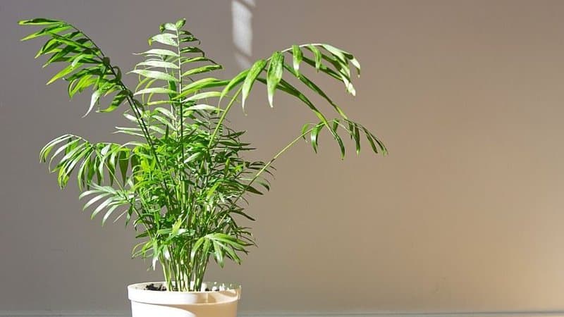 Despite being a tropical plant, the Parlor Palm can be grown in apartment as it is low maintenance