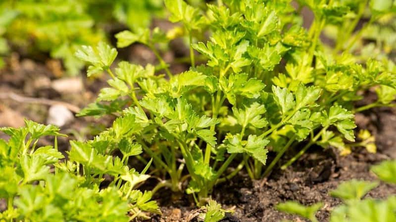Parsley is another great plant to grow in your spring garden