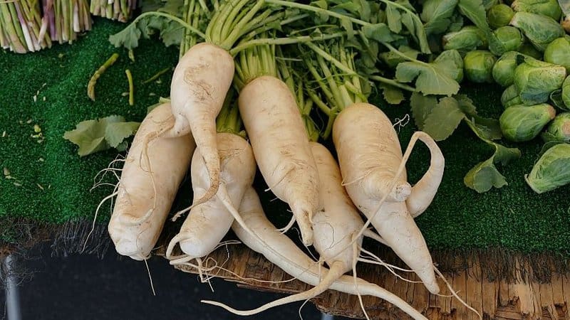 Parsnips (Pastinaca sativa) is one great plant to grow in your vegetable garden as they can thrive in any USDA zone