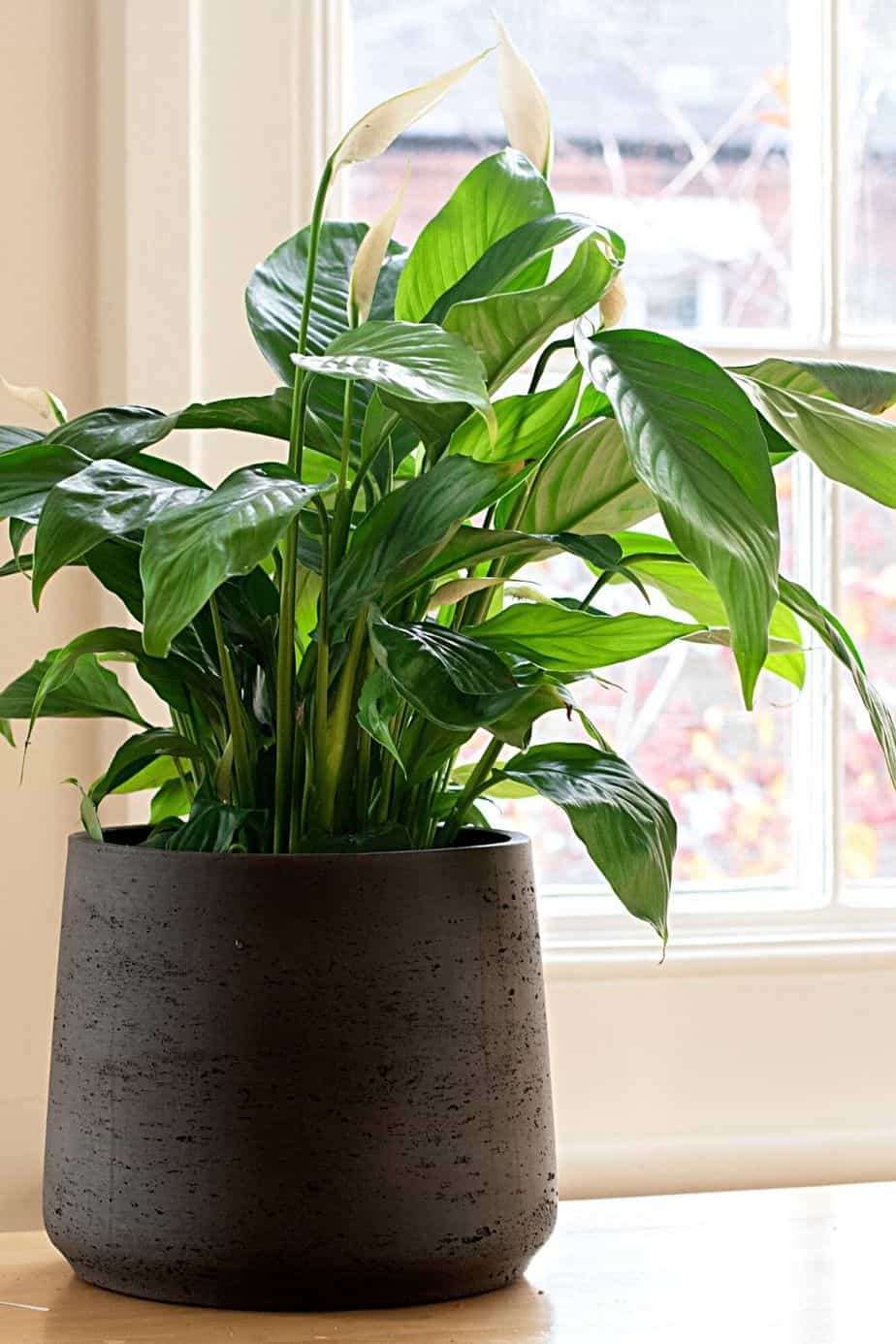 Peace Lily is another gorgeous plant to place by your northeast-facing window