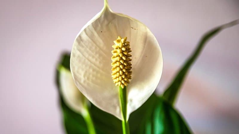 Another attractive plant you can grow in an apartment is the Peace Lily