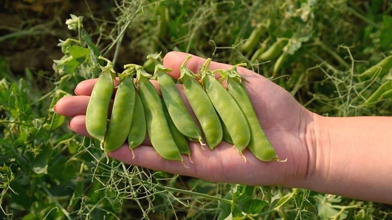 Peas (Pisum sativum) is another common plant that you can grow in your vegetable garden