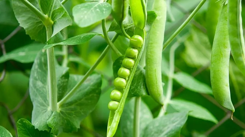 Peas are spherical vegetables growing in a pod that thrives when you grow them in spring