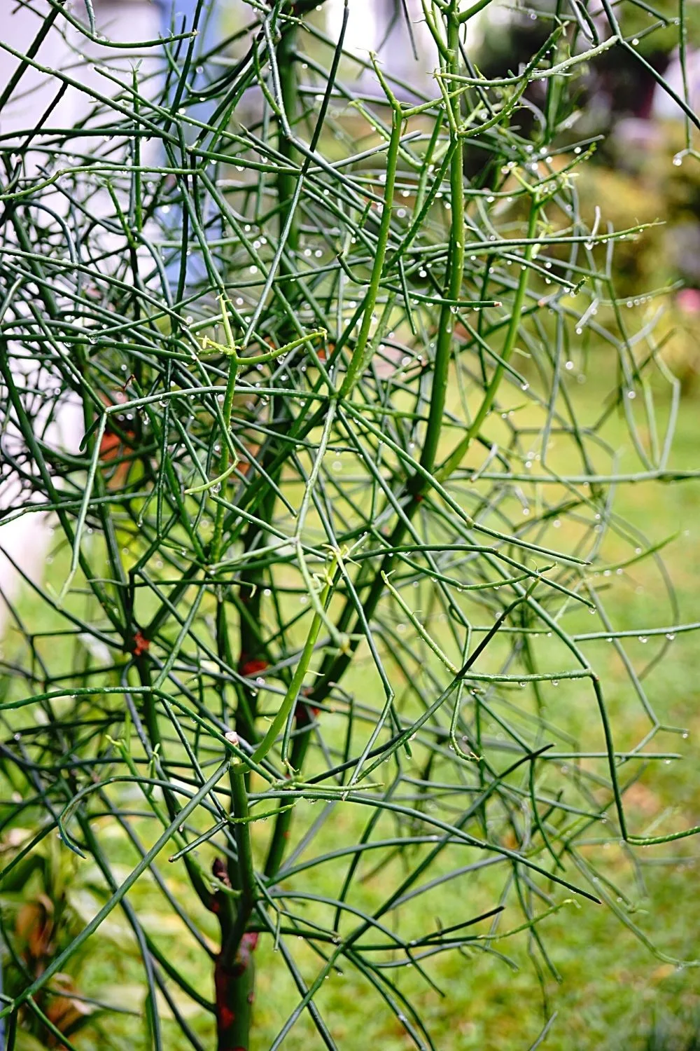 Pencil Cactus is a toxic plant, hence, even if you place it in a southwest-facing window, make sure it is far away from pets and children