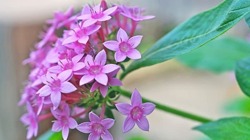 Pentas, with its five-pointed shape flowers, easily beautifies your shaded porch
