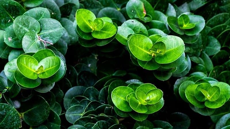 Peperomia Plant is another great plant to grow in an apartment as it is low-maintenance