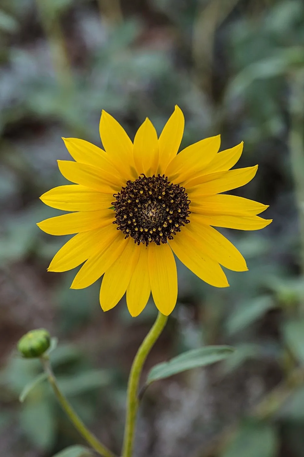 Another colorful plant to grow in your southwest facing garden is the Perennial Sunflower