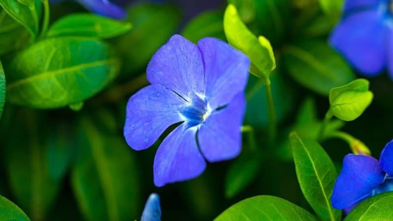 Aka the Creeping Vinca, Periwinkle or Creeping Myrtle can be grown in a shaded porch if you're aiming for a dense porch