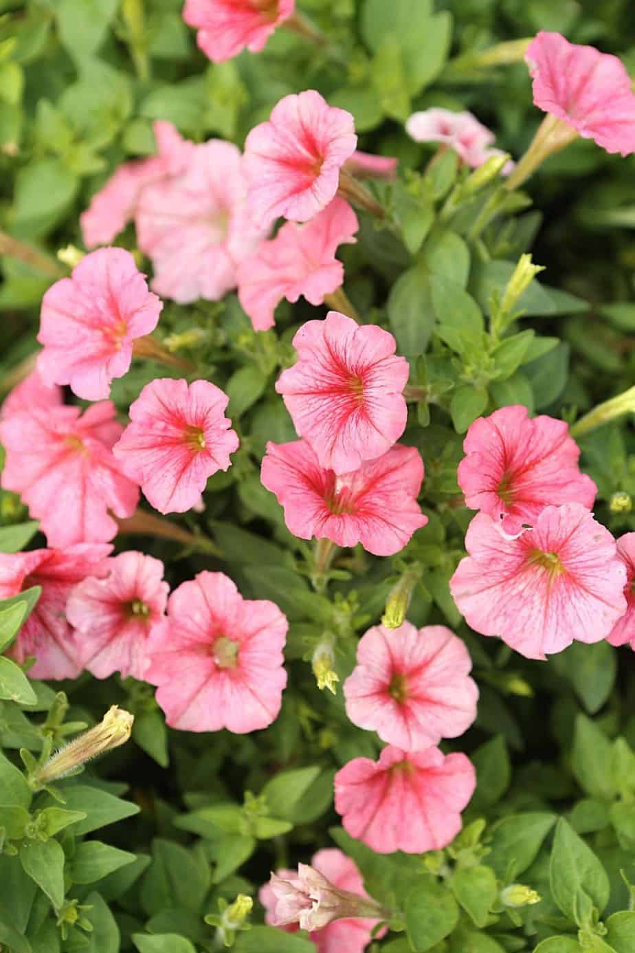 Petunia is a stunning yet low-maintenance plant that you can grow on an east-facing balcony