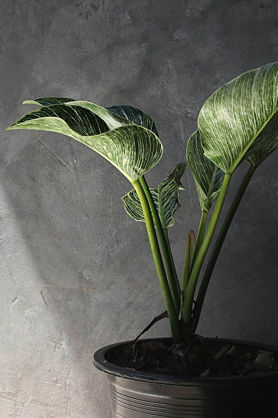 Philodendron Birkin cannot stand being placed in an area receiving either too much or little sunlight