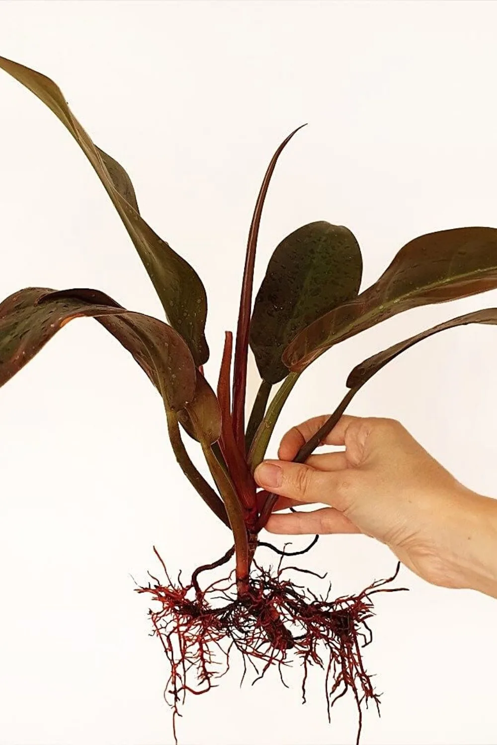 Philodendron Imperial Red is another rare houseplant that you can place by your northwest-facing window