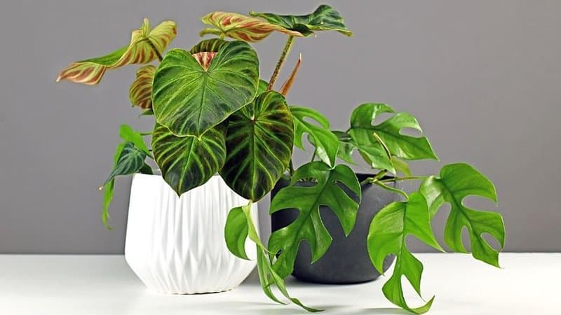 The Philodendron Plant is another great addition to your apartment-grown plant collection as it is beginner-friendly