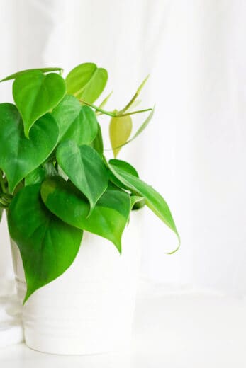 Philodendron Grow Well In Water 347x520 