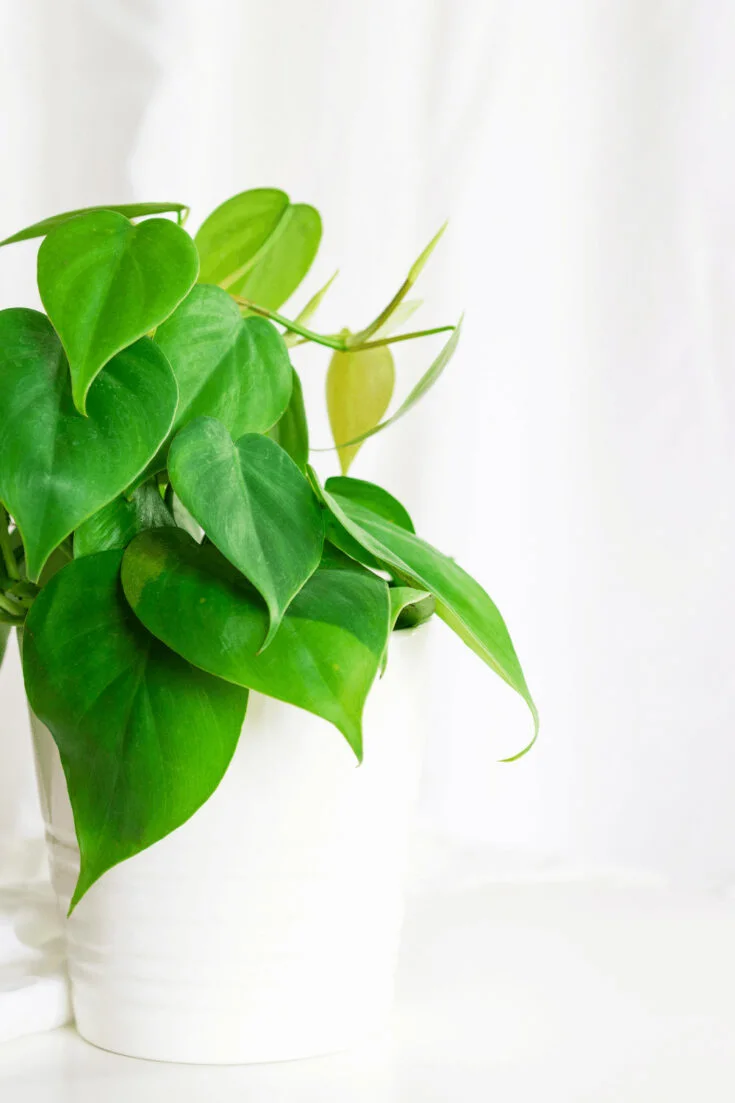Philodendron grow well in water